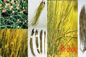 Tiểu thanh long thang- Bài thuốc hay