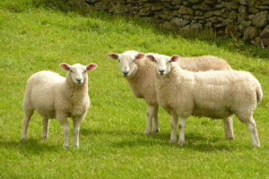 Lý do nên sử dụng nhau thai cừu Úc để làm đẹp