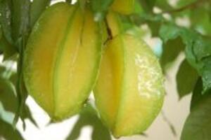 Quả khế chữa cảm sốt, ngộ độc rượu