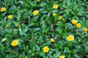 Cây sài đất chữa sốt xuất huyếtĐông y cho rằng, sài đất vị ngọt, hơi chua, tính mát; có tác dụng thanh nhiệt, tiêu độc, chữa viêm tấy ngoài da, mụn nhọt, bắp chuối, sưng vú...