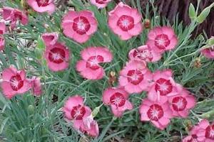 Công dụng của hoa cẩm chướngĐông y cho rằng, cẩm chướng có vị đắng, tính hàn, tác dụng lợi tiểu, thông lâm, hoạt huyết, thông kinh, chữa đái buốt, đái dắt, đái ra máu...