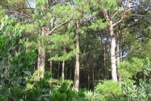 Cây thông chữa thận yếu, mắt mờTrong Đông y, tất cả các bộ phận của cây thông đều được dùng làm thuốc.