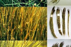 Công dụng chữa bệnh của Ma hoàng