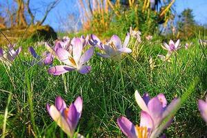 Thuốc trị ung thư từ hoa nghệ tâyMột loại thuốc được chiết xuất từ cây nghệ tây có thể tiêu diệt các khối u ung thư chỉ trong một lần điều trị - các nhà khoa học ở Đại học Bradford (Anh) cho biết.