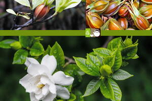 Bài thuốc trị viêm gan vàng da cấp tính