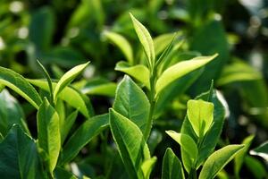 Chè xanh – giải pháp trị tàn nhang hữu hiệu