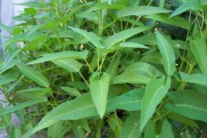 Rau muống trị lòi dom, trĩĐông y cho rằng rau muống có công năng thanh nhiệt, lương huyết, chỉ huyết, thông đại tiểu tiện, lợi thủy, giải độc...