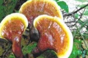 Làn da mịn màng trong mùa khô hanh với Selenium trong nấm lim xanh