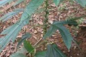 Cây vú bò hành khí lợi thấpĐông y cho rằng, vú bò có vị cay, ngọt, hơi ấm, tác dụng kiện tỳ, bổ phế, hành khí lợi thấp, tráng gân cốt...