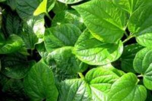 Cây lá lốt – công dụng của cây lá lốt