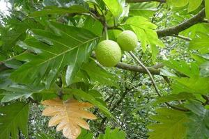 Công dụng chữa bệnh của quả sa kêCác bộ phận như trái, rễ, lá, vỏ và nhựa của cây sa kê có nhiều dược tính nên thường được sử dụng làm thuốc trị bệnh.