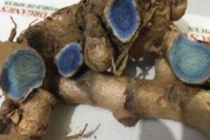 5 Công dụng hữu ích của nghệ đen trong làm đẹp da cho phụ nữ trẻ