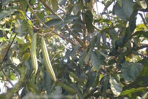 Cây núc nác chống viêmVỏ cây núc nác tính mát, có tác dụng chống viêm ngứa, chữa kiết lỵ, tiêu chảy, chữa ho, chữa đau vú, áp-xe vú, mụn nhọt.