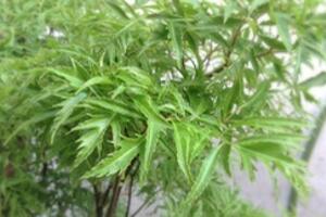 Chữa khỏi đau lưng đơn giản nhờ vị thuốc ngay trong vườn nhà bạn