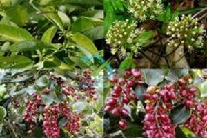 Tất tần tật các công dụng của cây xá xị bạn nên biết