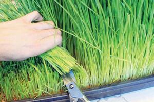 Thực hư cỏ lúa mì, gạo lứt diệt tế bào ung thư