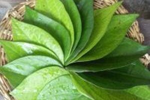 10 cách chữa viêm phụ khoa sau sinh hiệu quả