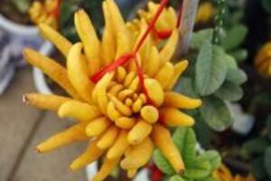 Những bài thuốc được áp dụng từ quả Phật thủ