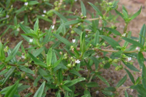 Cóc mẳn - thuốc hô hấpSau khi thu hái, người ta rửa sạch đất cát, phơi khô hoặc sấy khô cóc mẳn, khi dùng có thể sao qua hoặc sao vàng.