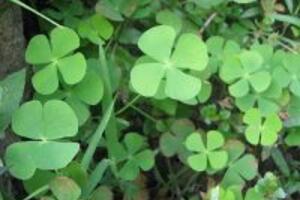 Sự thật về việc cây rau bợ trị sỏi thận ít người biết