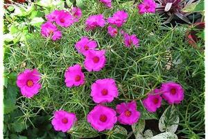 Hoa mười giờ chữa bỏng nhẹTheo Đông y, hoa mười giờ có vị chua, tính bình, không độc có tác dụng: hoạt huyết, giảm đau, tiêu viêm, tiêu sưng. Thường dùng ngoài trị mụn nhọt, ghẻ ngứa, eczema, bỏng...
