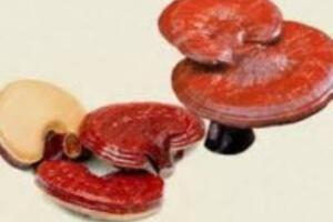 Tác dụng của Nấm Linh Chi giúp chống lão hóa, làm đẹp da