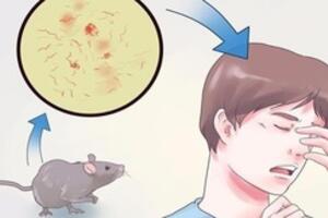 Thức ăn bị chuột gặm, ăn có bị sao?