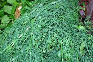 Rau thì là chữa rối loạn tiêu hóaTheo các nhà dinh dưỡng, thì là có chứa nhiều khoáng chất Fennel và các vitamin. Toàn cây có hàm lượng terpen rất cao.