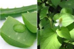 Cách làm đẹp da bằng rau diếp cá an toàn