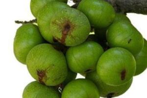 Công dụng chữa bệnh tuyệt vời từ quả sung mọi nhà nên biết