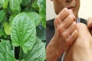 Hướng dẫn cách chữa bệnh gout bằng lá lốt an toàn