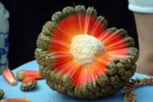 Những bài thuốc từ dứa dại và những lưu ý khi dùng