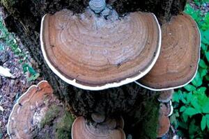 Sự thật về "thần dược" linh chi Nhiều người đang mua loại nấm linh chi xanh nghĩ chữa được bách bệnh như ung thư, viêm gan, xơ gan…