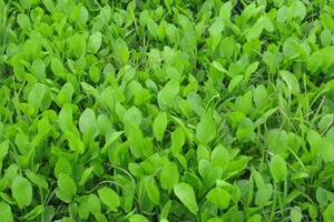 Cây trạch tả mát gan, chữa thiếu máuĐông y cho rằng, trạch tả có vị ngọt, tính hàn, độc, giúp lợi tiểu, trị thủy thũng, lâm lậu, đi lỵ, đi tả…, vào các kinh thận, bàng quang.