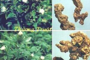 Thương truật và công dụng chữa bệnh của Thương truật