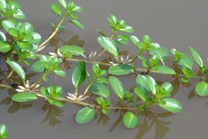 Rau dừa nước chữa đái đụcTheo Đông y, rau dừa nước có vị ngọt nhạt, tính hàn; có tác dụng thanh nhiệt giải độc lợi tiểu, tiêu thũng...