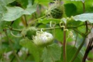 Cây lạc tiên chữa bệnh gì?