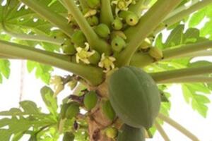 Chữa bệnh trĩ bằng đu đủ xanh: Cách chữa lạ nhưng cực kỳ hiệu nghiệm