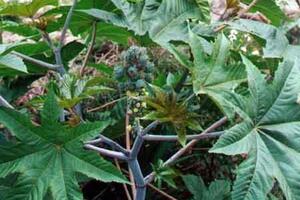 Thầu dầu tía chữa sa tử cungCây thầu dầu tía được sử dụng lá tươi để đắp lên trán và 2 bên thái dương để chữa đau đầu do cảm sốt...