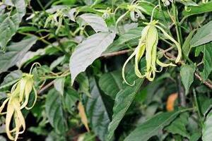 Hoa dẻ chữa tê thấpBộ phận sử dụng để làm thuốc là cả cây (thu hái quanh năm, chặt nhỏ, phơi khô, dùng riêng hoặc phối hợp với cây khác), hoa và rễ.