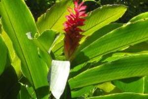 Riềng ôn trung giảm đauĐông y cho rằng riềng có vị cay tính ấm, thơm, đi vào hai kinh tỳ và vị, có tác dụng ôn trung, giảm đau, làm ấm bụng, làm thuốc kích thích tiêu hóa...