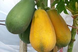 Quả đu đủ nhiều tác dụngTrong đu đủ có chứa rất nhiều chất dinh dưỡng cần thiết cho cơ thể như: acid hữu cơ, vitamin A, B, C, protid, 0,9% chất béo, cenlulose 0,05%, canxi,...