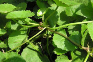 3 thực phẩm chăm sóc da mụn hằng ngày