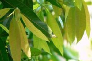 Bài thuốc chữa bệnh tiểu đường bằng lá xoài non