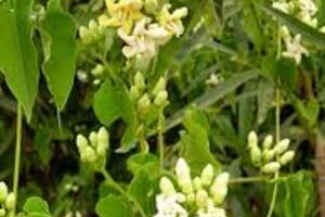 Tác dụng của cây hà thủ ô trắng