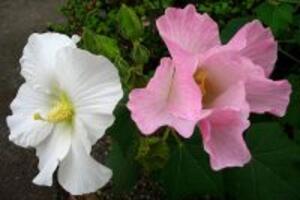 Hoa phù dung và những công dụng ít người biết