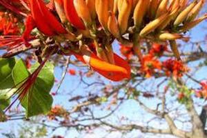 Lá vông chữa mất ngủTheo Đông y, lá vông có vị đắng nhạt, hơi chát, tính bình; có tác dụng ức chế hệ thần kinh trung ương, làm an thần, gây ngủ, hạ nhiệt, hạ huyết áp...