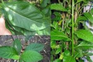 Bạn đã biết gì công dụng của cây mật gấu?