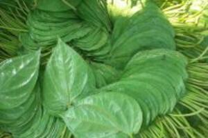 Kinh nghiệm chữa viêm cổ tử cung bằng lá trầu không