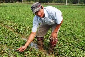 Rau dấp cá chữa nhiều bệnhTheo đông y, rau dấp cá có vị chua, cay, tính mát, tác động vào 2 kinh can và phế. Tác dụng chủ yếu là thanh nhiệt, giải độc, thoát mủ...